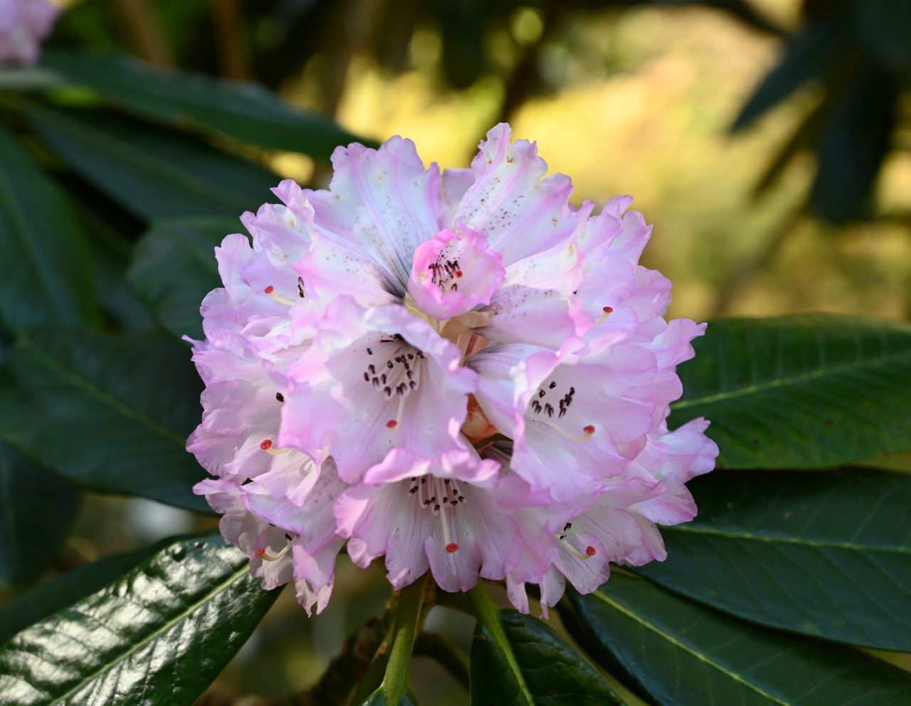 R. rex ssp. rex SICH 1154